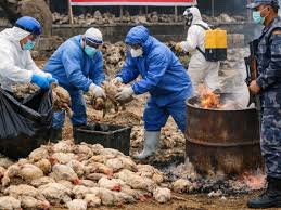 मोरङमा बर्डफ्लू फैलियो, विराटनगरमा पनि संक्रमण