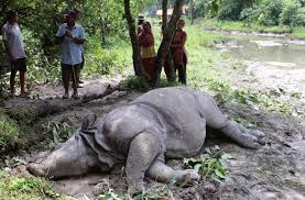 आठ महिनामा १७ गैंडा मरे, अधिकांश प्राकृतिक कारण