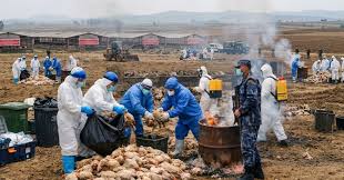 कोशी प्रदेशमा पछिल्लो समय देखिएको घातक बर्डफ्लु संक्रमणका कारण पोल्ट्री व्यवसाय चरम संकटमा