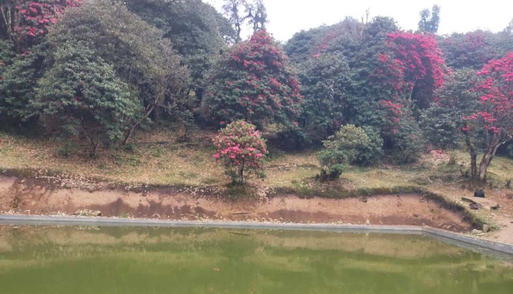 प्राकृतिक सौन्दर्यले भरिपूर्ण टीएमजे : गुराँसले ढकमक्क, राताम्मे वन