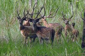 शुक्लाफाँटा राष्ट्रिय निकुञ्जमा बाह्रसिङ्गा गणना शुरू