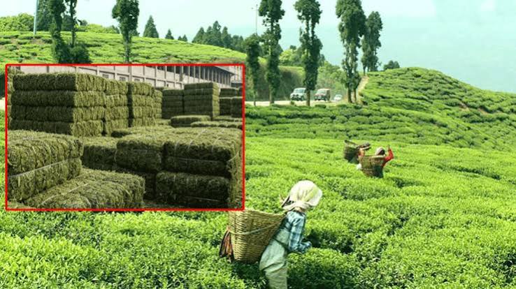 आजदेखि बन्द भए चिया उद्योग