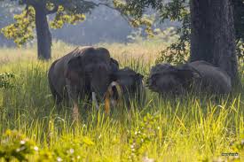 झापामा जङ्गली हात्तीको त्रास, उदयपुरमा ६ घर भत्कायो