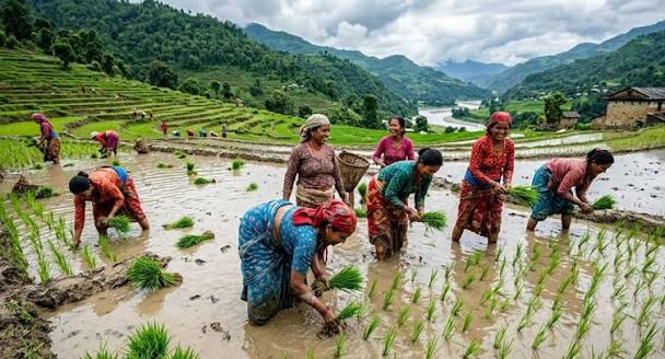 यसवर्ष देशभर ४६ प्रतिशत मात्रै धान रोपाइँ सम्पन्न, गण्डकी प्रदेशमा सबैभन्दा बढी
