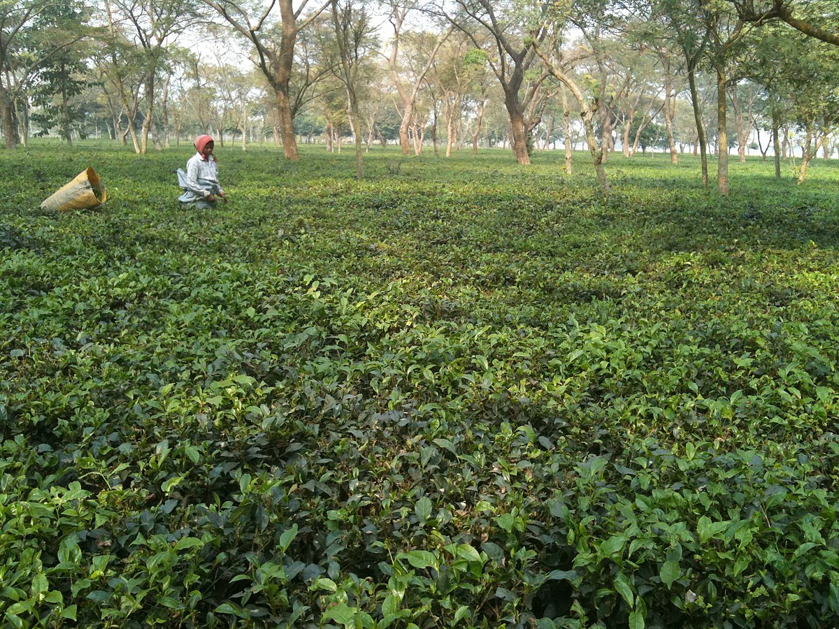चिया उद्योगको संकट सुल्झाउन प्रधानमन्त्रीले आज उद्योगीसँग छलफल गर्दै